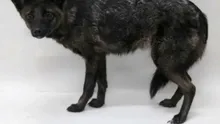 Au crezut că AU SALVAT un câine neajutorat de pe stradă, dar au aflat la scurt timp că era un HIBRID