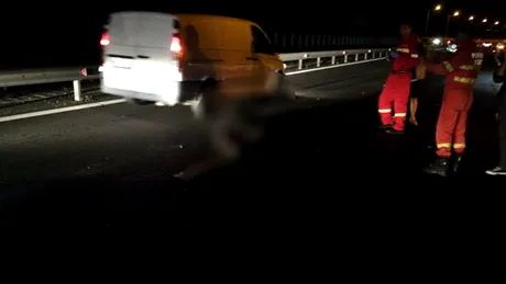 Accident pe autostradă: Un urs a murit după ce a fost lovit de patru maşini. Ce s-a întâmplat cu oamenii?