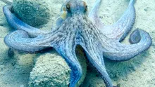 Super-creierul caracatițelor: descoperirea care explică inteligența lor uimitoare