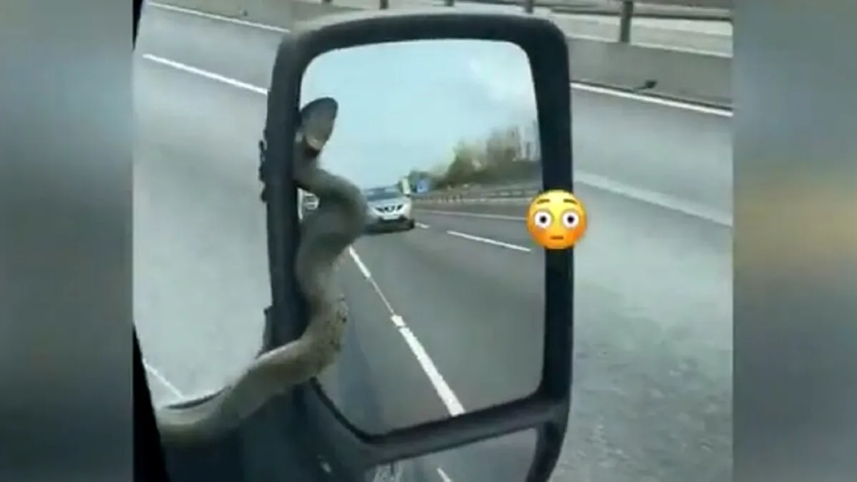 Momentul șocant în care șoferul unei dubițe se trezește cu un șarpe pe oglinda retrovizoare - VIDEO