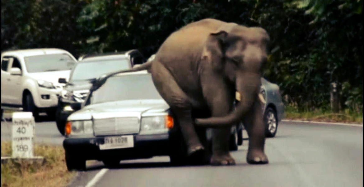 Momentul săptămânii: elefantul care-şi calma mâncărimile scărpinându-se de maşini