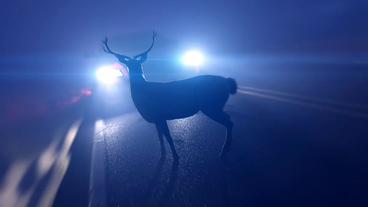 Cum să eviți impactul cu un animal care îți apare în fața mașinii