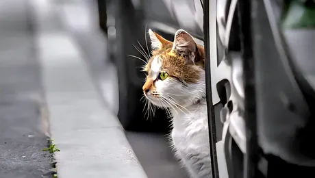 O pisică buclucașă: A „furat” mașina parcată și a produs un accident