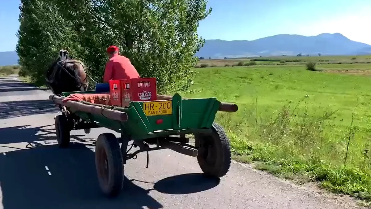 Căruțaș băut, surprins dormind în mers. Are lăzi de bere în căruță, iar câinele lui călătorește pe cal