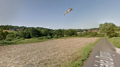 Surpriza Google Maps: Un iepure, surprins în zbor pe Street View