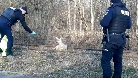 Celebrul polițist din Sibiu a salvat o căprioară rănită. Intervenția a avut loc pe șinele de tren