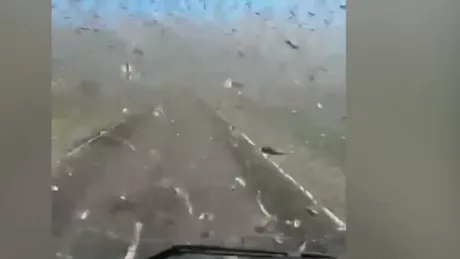 Invazie de lăcuste în Daghestan fix ca-n Biblie. Şoferul a trecut pe drum prin ele. Nu ştim dacă i-au intrat în radiator insectele