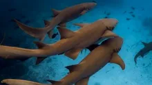 Care este oceanul cu cei mai mulți rechini?