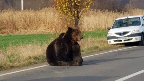 Ce mașină a primit cadou șoferul care a lovit ursul săptămâna trecută, în Covasna? FOTO