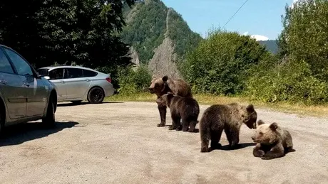 Un șofer a fost amendat pentru că hrănea urșii din mașină