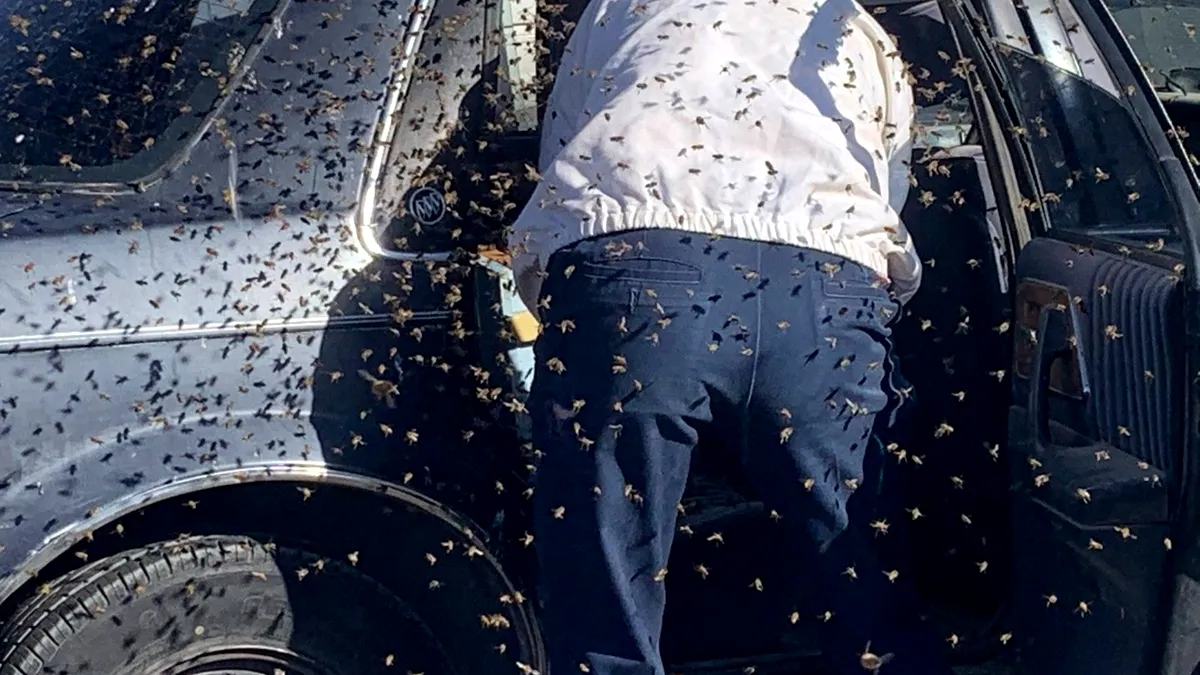 De ce nu e bine să lași geamurile mașinii deschise: Un bărbat a găsit un roi de albine în mașină