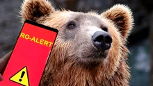 Alertă la Bușteni. Un urs a fost semnalat pe strada Libertății, a fost transmis mesaj RO-Alert