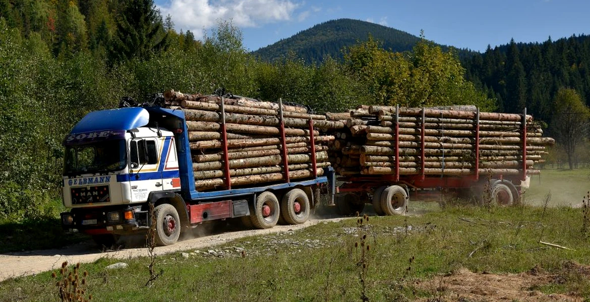Guvernul dorește confiscarea camioanelor care fac transport ilegal de lemne