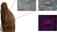 Incredibil! Ce făceau NEANDERTHALIENII cu OASELE de leu de peșteră?