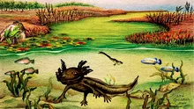 O fosilă de salamandră înrudită cu celebrul axolotl a fost descoperită în Mexic