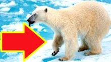 Ceva neașteptat se întâmplă cu URȘII POLARI