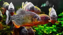 BANCUL ZILEI. MARIA: – Bă Ioane, dacă îți bag un piranha în chiloți, știi ce face?