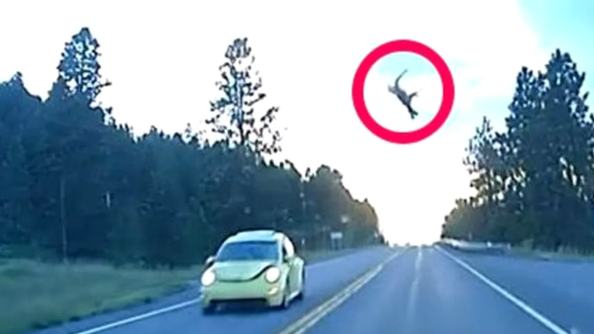 Accident spectaculos cu un VW Beetle care loveşte în plin o căprioară - VIDEO