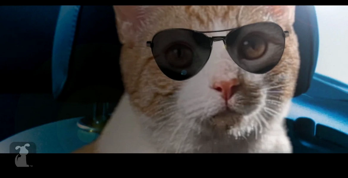 Filmul Need For Speed primeşte un nou trailer… cu pisici! VIDEO