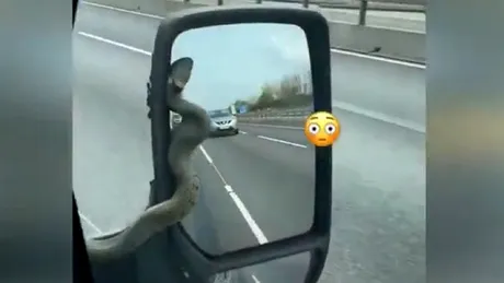 Momentul șocant în care șoferul unei dubițe se trezește cu un șarpe pe oglinda retrovizoare - VIDEO