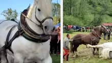 Detaliul care răstoarnă tot ce se știa despre moartea lui Falko!  I-a fost făcută autopsie calului campion al concursurilor de tracțiune și ce a ieșit la iveală e de-a dreptul șocant...