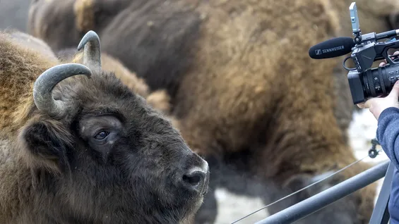 Cum reintroducerea a 170 de zimbri în România captează CO2 echivalentul a 43.000 de mașini