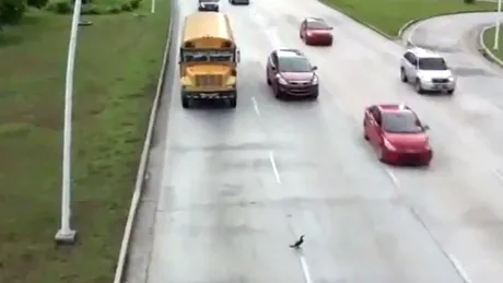 VIDEO: Cum traversează o raţă autostrada