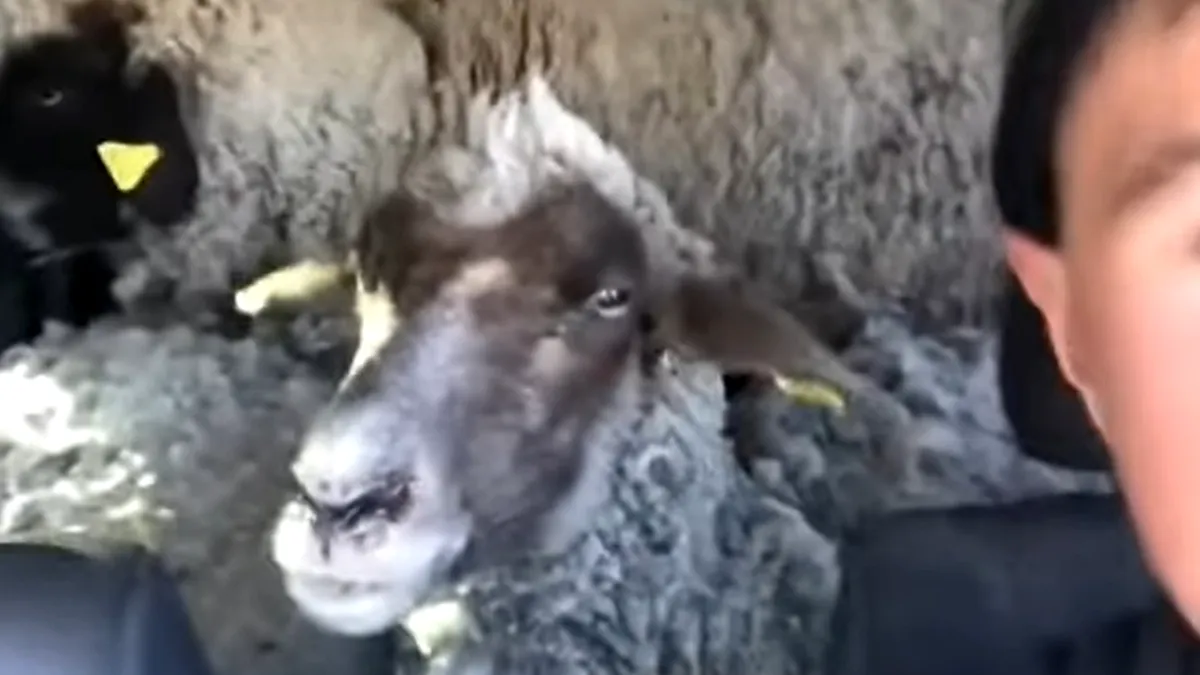 Un bărbat s-a filmat în timp ce conducea o mașină plină de oi! VIDEO