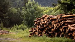 Romsilva cumpără 10 autoutilitare de 7,5 tone, echipate cu benă basculabilă și macara. Cât oferă pentru vehicule?