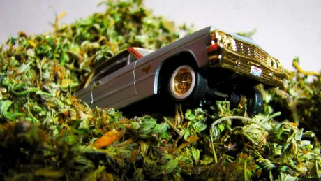 Maşina din cannabis, singura care se dă mai departe (cine a spus asta?)