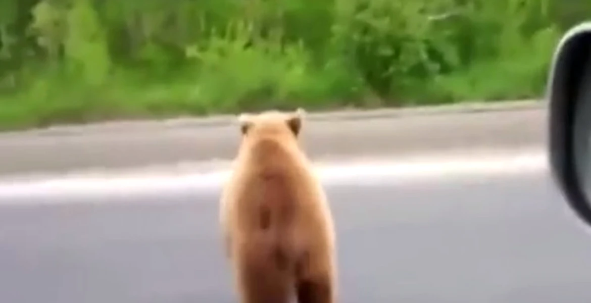 Ursul ”tranchilizat” cu un sanviş – VIDEO