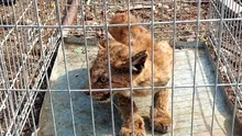 De necrezut! Ce au descoperit jandarmii montani în curtea unui localnic din Gorj