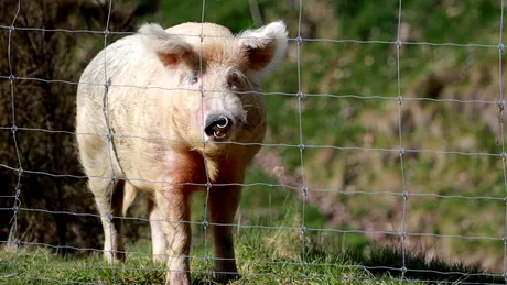 Accident neobișnuit pe autostrada A1: Trei persoane au scăpat nevătămate după ce mașina lor a lovit un porc