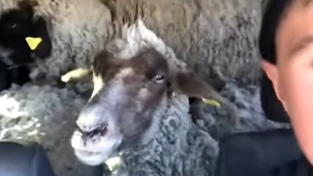Masina sofer oi 3 