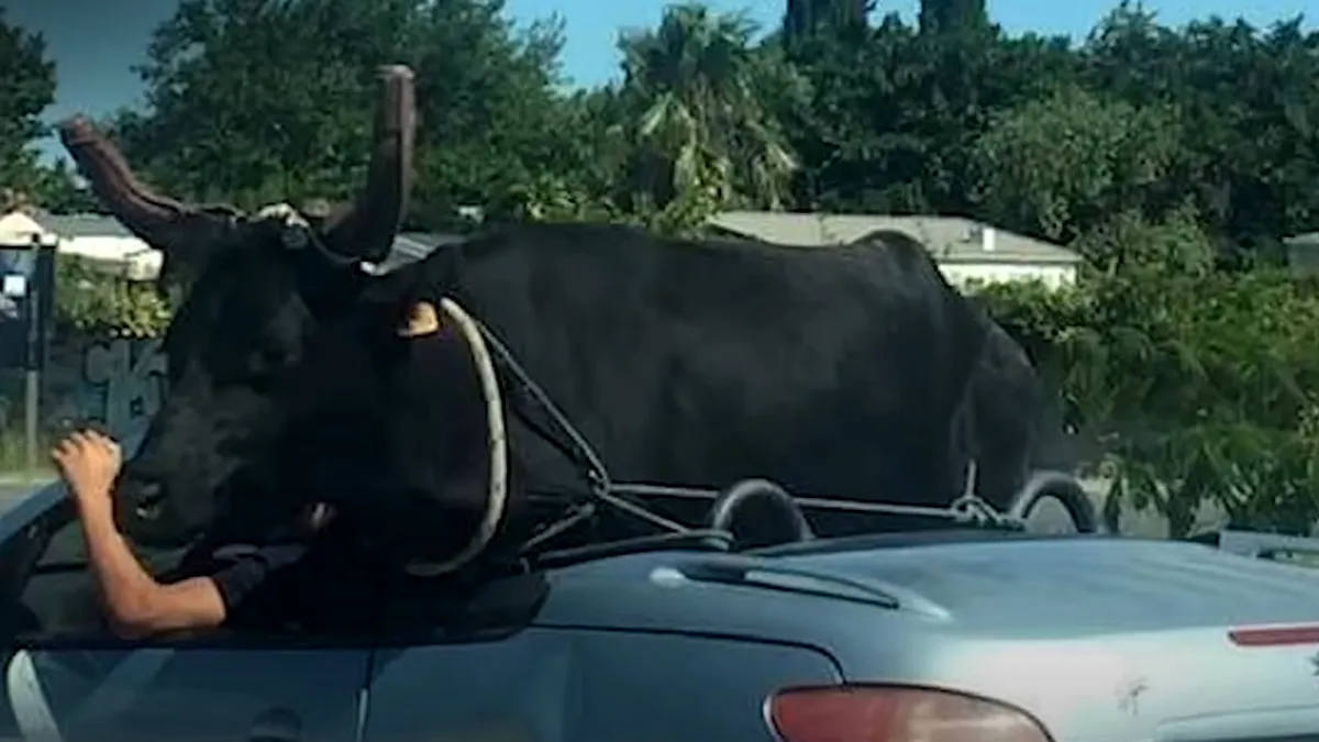 Un șofer transportă un taur cu un Peugeot decapotabil