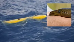 Video / Americanii au dezvăluit drona subacvatică inspirată de „peștele vampir” care își urmărește ținta înainte de atac